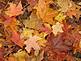 Colorful fall leaves scattered on the ground.